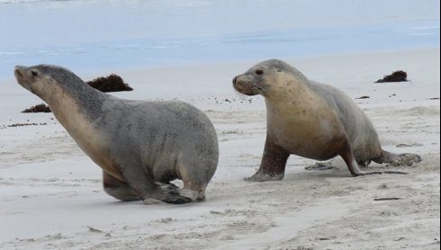 Australian sea lion