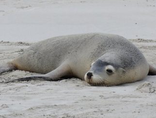 Australian sea lion