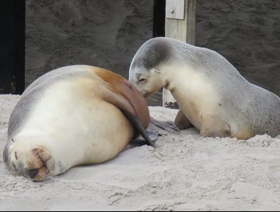 Australian sea lion