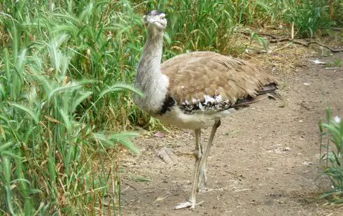 Australian Bustard