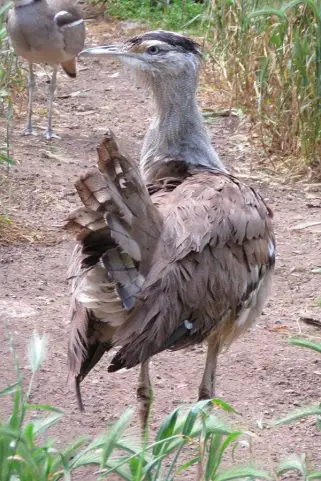 Australian Bustard
