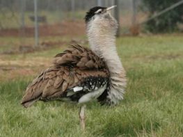 Australian Bustard