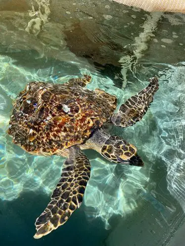 rescued sea turtle sea life sydney aquarium