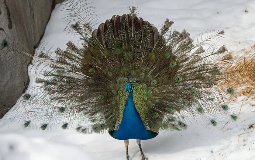 Avian Influenza at Detroit Zoo