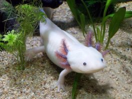 axolotl