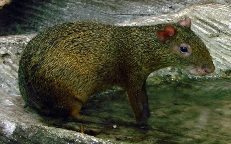Azara's Agouti (Dasyprocta azarae)