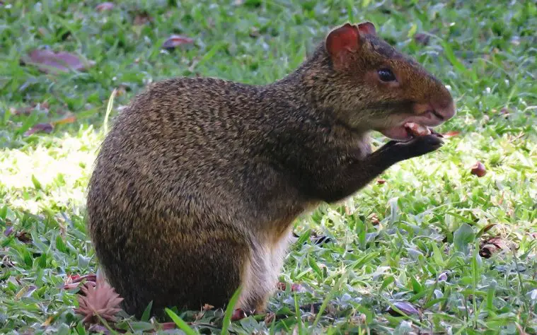 Azara's Agouti (Dasyprocta azarae)