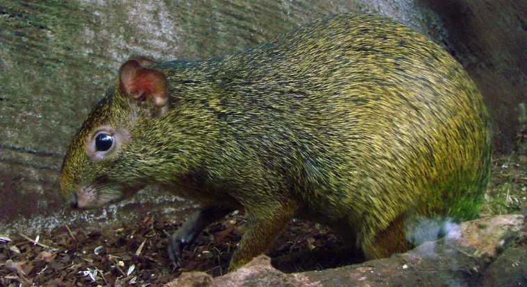 Azara's Agouti (Dasyprocta azarae)