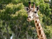 Azizi the Giraffe Birthday Adelaide Zoo