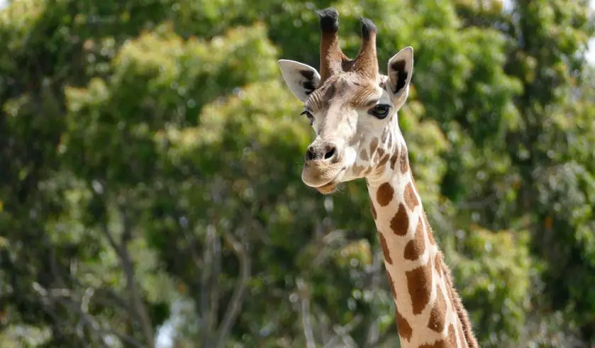 Azizi the Giraffe Birthday Adelaide Zoo