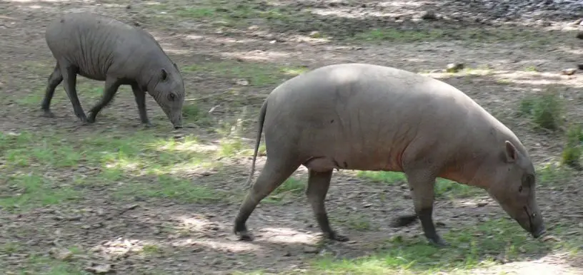 Babirusa