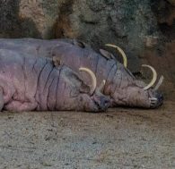 Babirusa