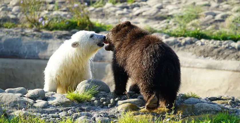 Baby Bears Make Friends at Detroit Zoo
