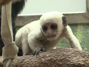 Baby Colobus at Saint Louis Zoo