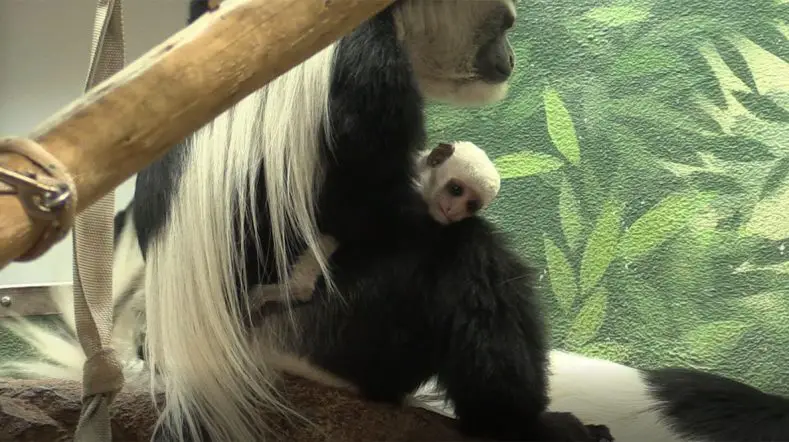 Baby Colobus at Saint Louis Zoo