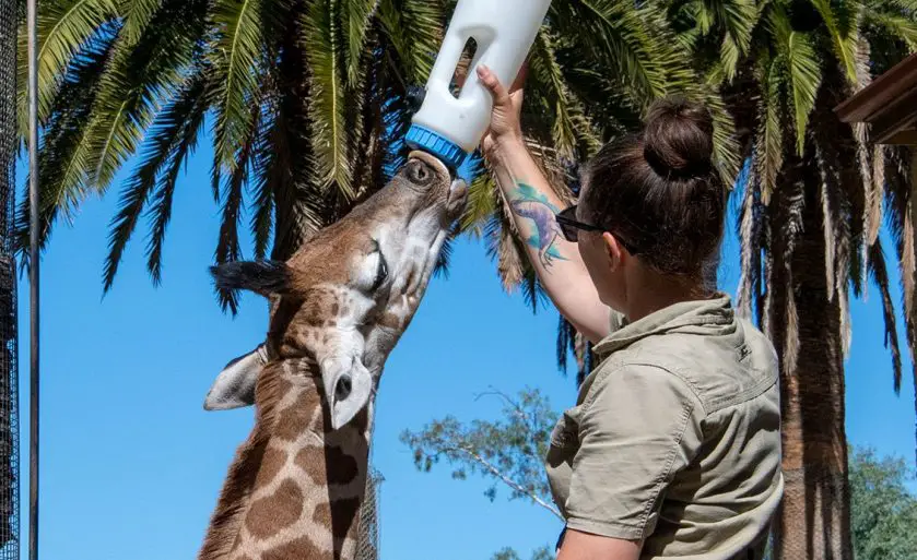 baby giraffe named at Adelaide Zoo