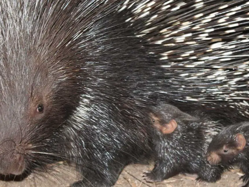 Porcupine Gives Birth at ZSL London Zoo The Animal Facts