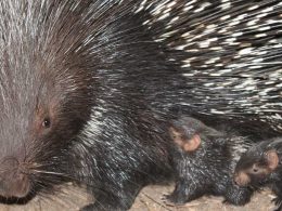 Baby Porcupines Born at ZSL London Zoo
