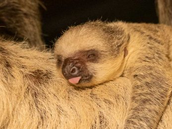 Sloth Baby ZSL London Zoo