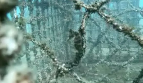 whites seahorse release sydney aquarium