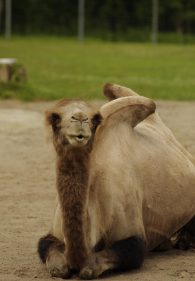 Bactrian Camel