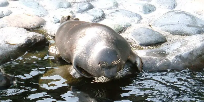 Baikal Seal