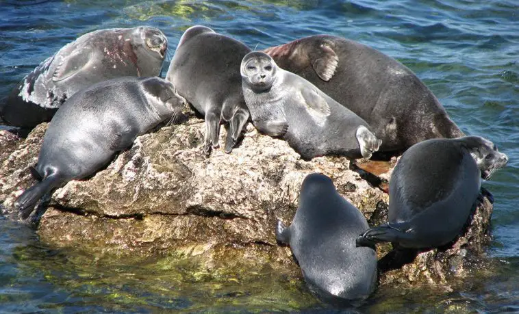 Baikal Seal