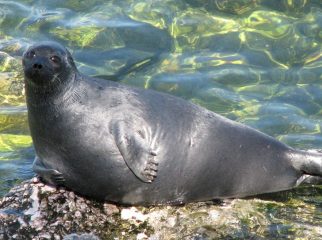 Baikal Seal