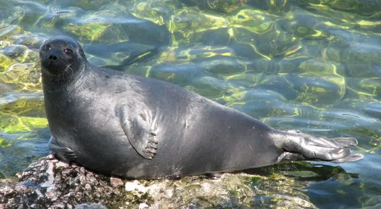Baikal Seal