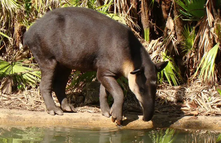Baird's Tapir