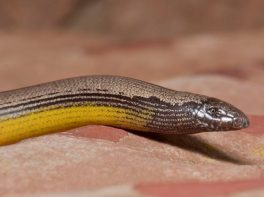 baja california legless lizard