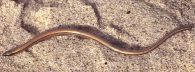 baja california legless lizard