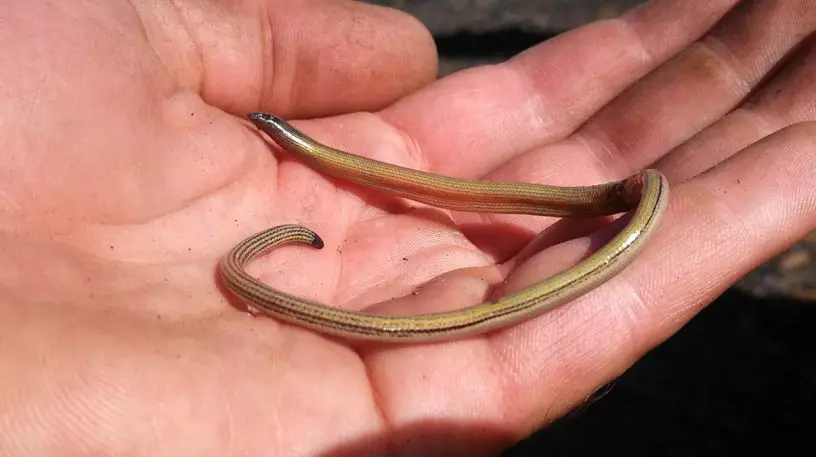 baja california legless lizard