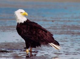 Bald Eagle