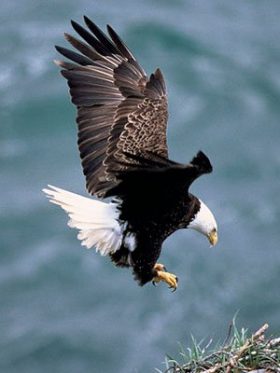 Bald Eagle