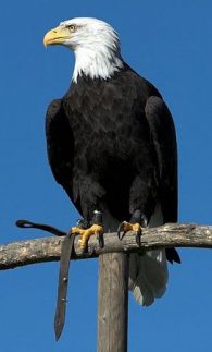 Bald Eagle