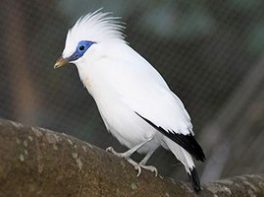 Bali Myna