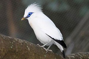 Bali Myna