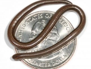 Barbados Threadsnake