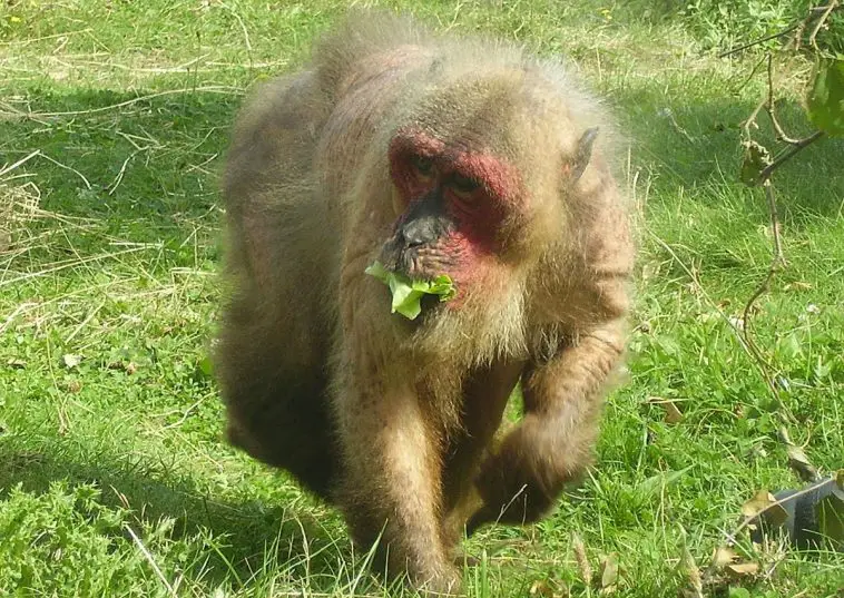 Barbary Macaque