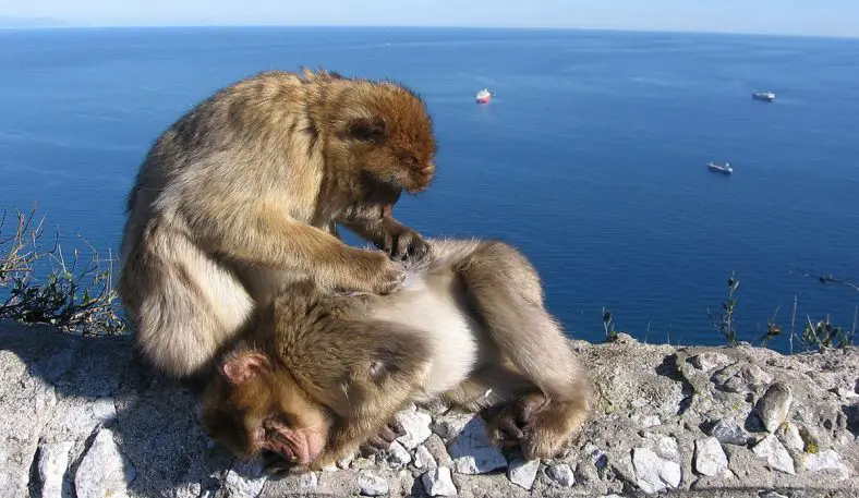 Barbary Macaque