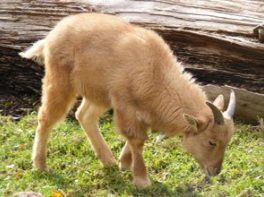 Barbary Sheep