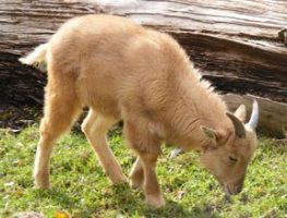 Barbary Sheep