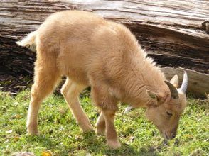 Barbary Sheep