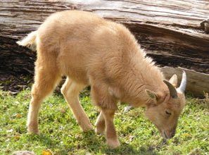 Barbary Sheep