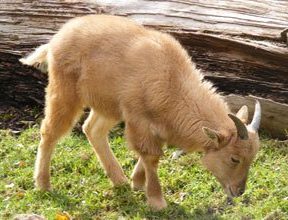 Barbary Sheep