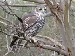 barking owl