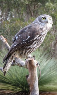 Barking Owl