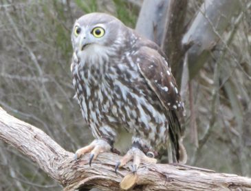 Barking Owl