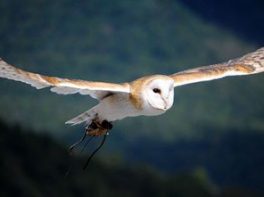 Barn Owl